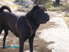 Busco sharpei hembra para montas - mejor precio | unprecio.es