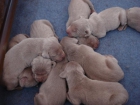 Cachorros de braco de weimar D'Rinalba. - mejor precio | unprecio.es