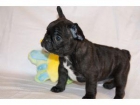 CACHORROS DE BULLDOG FRANCES - mejor precio | unprecio.es