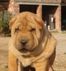 CACHORROS DE SHAR PEI - mejor precio | unprecio.es