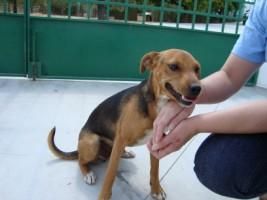 DOY CRUCE DE BEAGLE EN ADOPCION