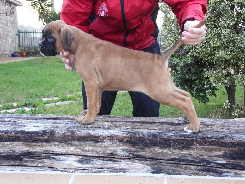 Excelente cachorra de boxer (pedigree)