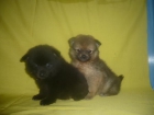 POMERANIAS preciosa camada - mejor precio | unprecio.es