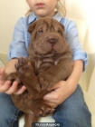 Sharpeis Preciosa Cachorrita Chocolate - mejor precio | unprecio.es