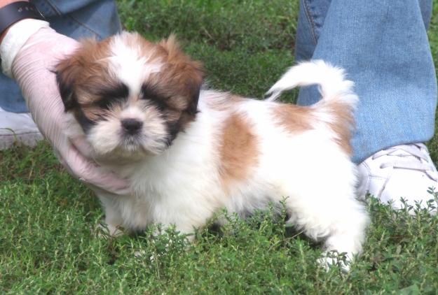 shih tzu cachorros