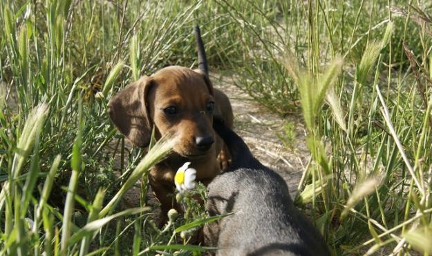 Teckel Miniatura cachorros de calidad fotos relaes