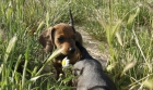 Teckel Miniatura cachorros de calidad fotos relaes - mejor precio | unprecio.es