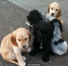 Vendo preciosos cachorritos cockers de raza pura 170€ - mejor precio | unprecio.es