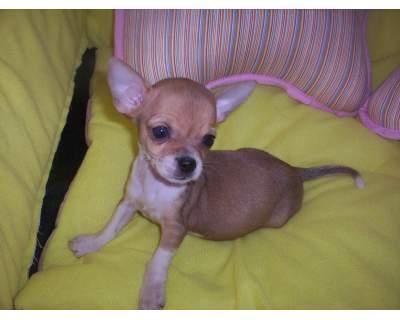 4 Chihuahua mini edad 2 meses 100 eur