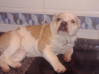buldog ingles - mejor precio | unprecio.es