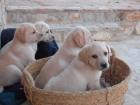 Cachorros de Labrador - mejor precio | unprecio.es
