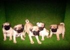 CARLINOS GRANDES Cachorros 390 euros - mejor precio | unprecio.es