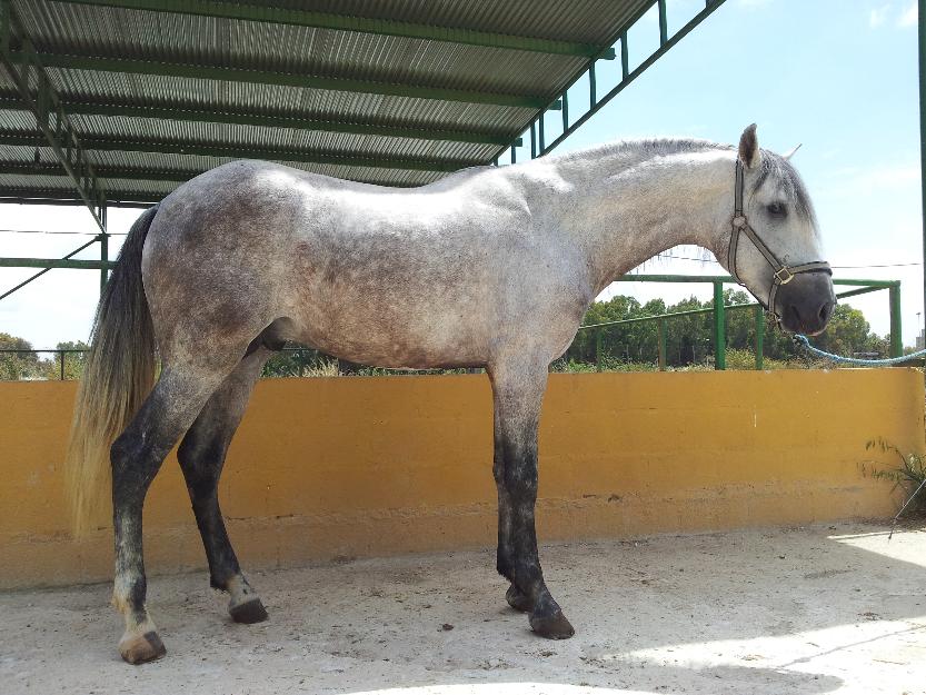 espectacular caballo  - potro de pura raza español