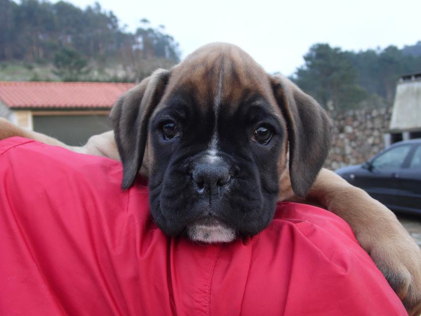 Excelente cachorra de boxer con pedigree