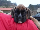 Excelente cachorra de boxer con pedigree - mejor precio | unprecio.es