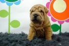 hembras y machos de shar pei, calidad y seriedad, - mejor precio | unprecio.es