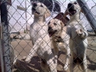 REGALO LABRADOR PRECIOSO - mejor precio | unprecio.es
