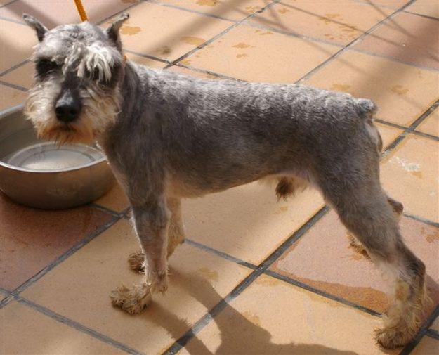 schnauzer miniatura macho adulto 150€