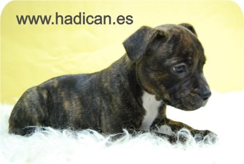 Staffordshire Bullterrier en Madrid.