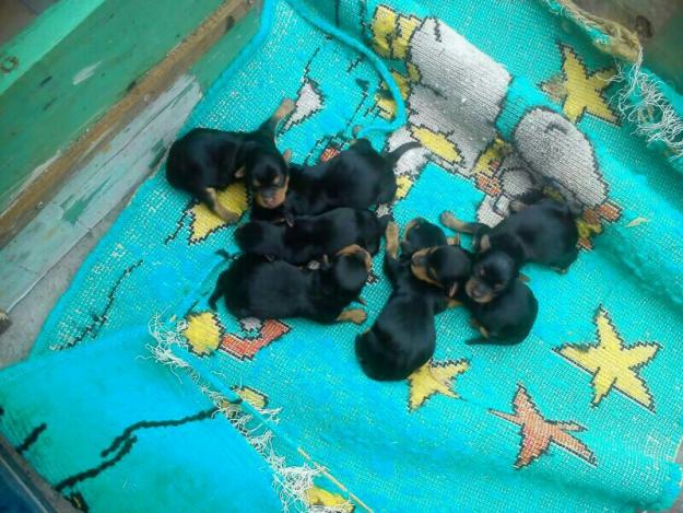 vedo cachorros