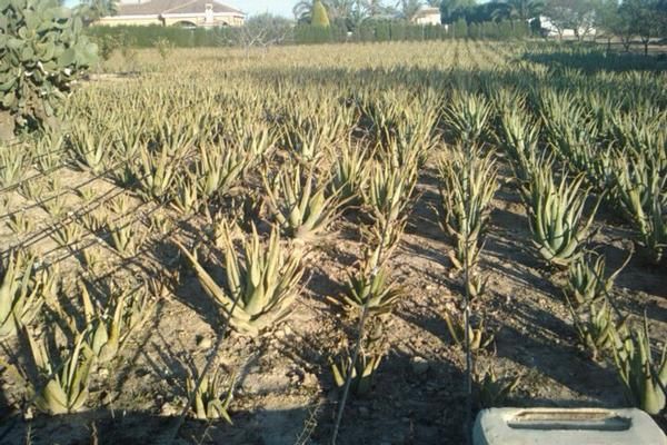 VENTA DE ALOE VERA