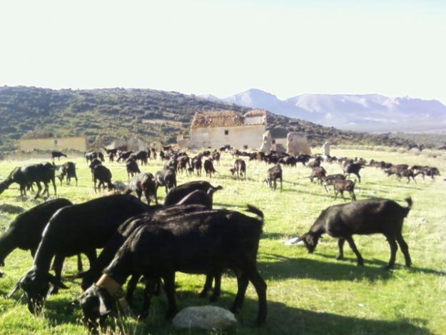 VENTA DE CABRAS