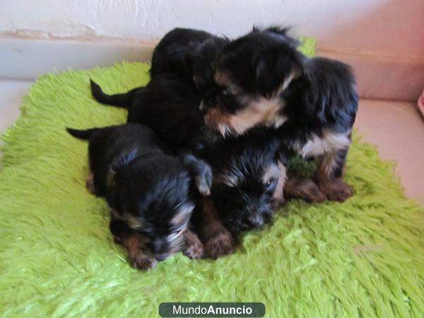 VENTA DE PERRITOS Y0RKSHIRE - Cádiz Ofrezco - vendo - regalo TENGO CAMADAS DE PERRITOS YORKSHIRE DE 3 MESES Y 40 DIAS MU