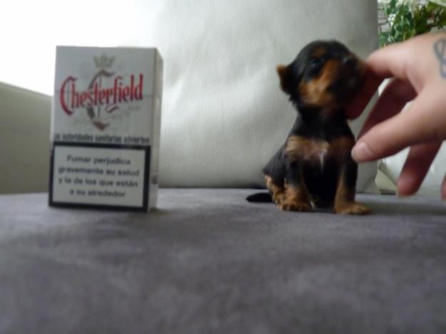 Yorkshire super miniatura