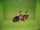 YORKSHIRE TERRIER 290 - mejor precio | unprecio.es