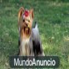 YORKSHIRE TERRIER ENANO - mejor precio | unprecio.es