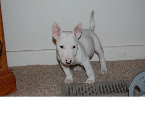 familia feliz de tener esta cachorro bull terrier como miembro de su nueva familia