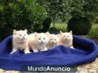 gatitos mezcla de persa y siames todo 1 regalo 6 1 8 6 3 4 7 8 5 - mejor precio | unprecio.es