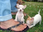 Hermoso Chihuahua cachorros venta - mejor precio | unprecio.es