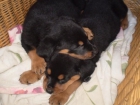 Oportunidad, preciosos cachorritos rottweiler. Particular 300 . - mejor precio | unprecio.es