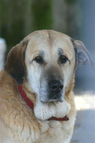 Perros y gatos en adopción