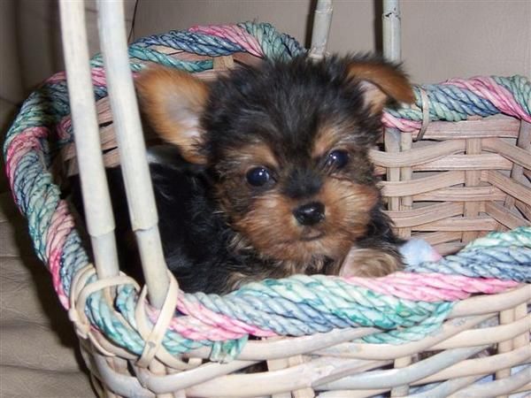 Preciosos cachorros yorkshires 190euro