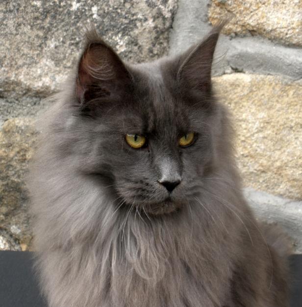 Proxima camada de Maine coon para mediados de julio
