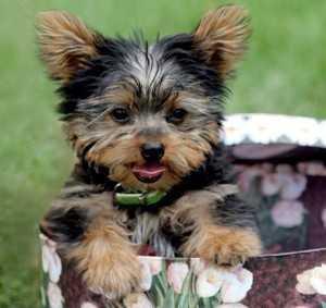 Regalo cachorros toy , de yorkshire terrier