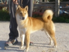 Shiba inu, nacionales , loe calidad - mejor precio | unprecio.es