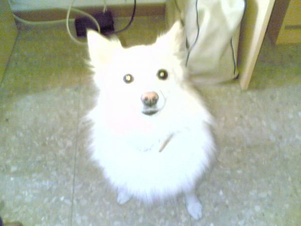 spitz japones busca novia