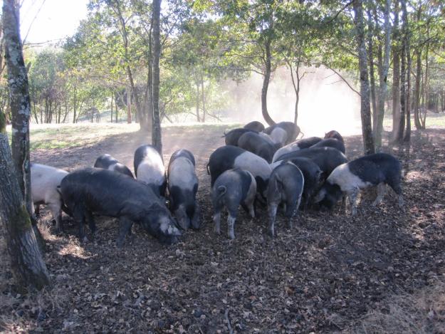 Vendo cochinillo y cerdo celta