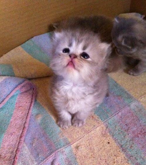 Vendo GATITOS PERSA