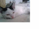 Gatito en adopción - mejor precio | unprecio.es