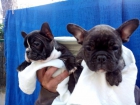 bulldog frances - mejor precio | unprecio.es