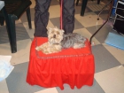 busco novia para mi yorshire terrier - mejor precio | unprecio.es