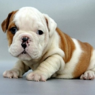 cachorritos bulldog ingles - mejor precio | unprecio.es