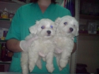 CACHORRITOS DE MALTES, EXCELENTES 530 EUROS - mejor precio | unprecio.es