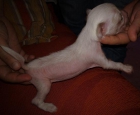 Cachorro de crestado chino hairless con pedigree - mejor precio | unprecio.es