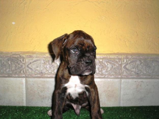 CACHORROS BOXER - Excelente calidad