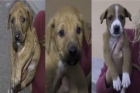 CACHORROS NECESITAN ADOPCIóN - mejor precio | unprecio.es